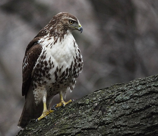 Red-Tailed Hawk (juv.), Theodore Roosevelt Park