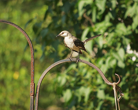 Mockingbird, Traveler Food & Books