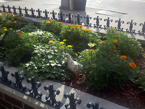 Yorkville