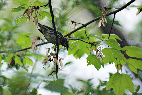 Black-and-White Warbler, Central Park