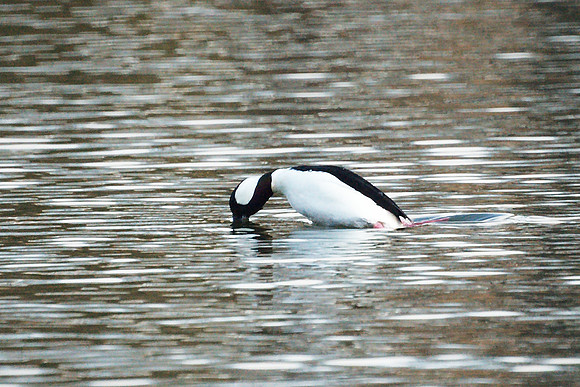 Bufflehead diving