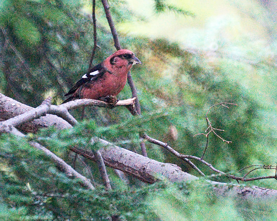 White-Winged Crossbill in a Hemlock tree, Central Park