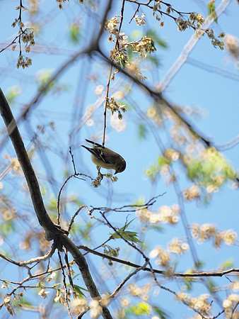 American Goldfinch, Central Park