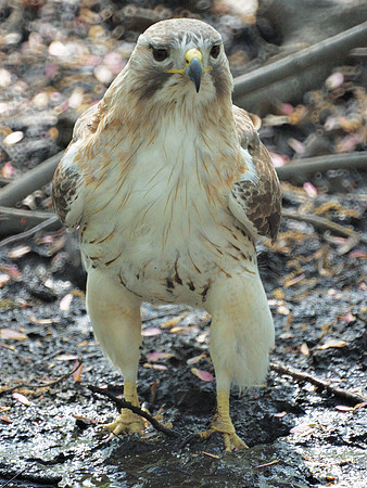 Pale Male, pretty close up