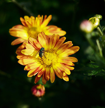 fly, flower