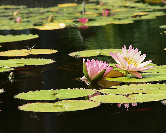 Dragonflies and Water Lilies, Brooklyn Botanic Garden