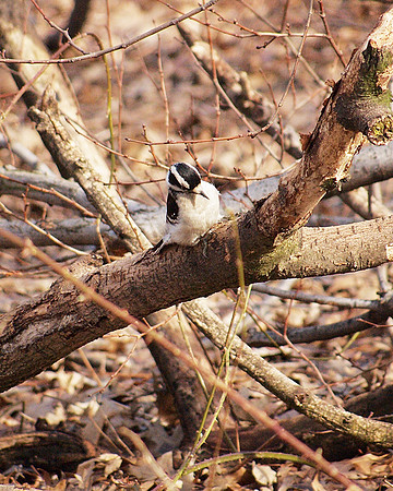 Downy Woodpecker on a downed branch