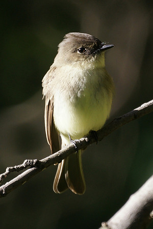 Eastern Phoebe, Central Park