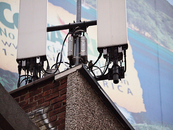 Sparrow nesting area, 8th Avenue