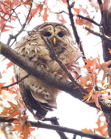 Barred Owl, Central Park