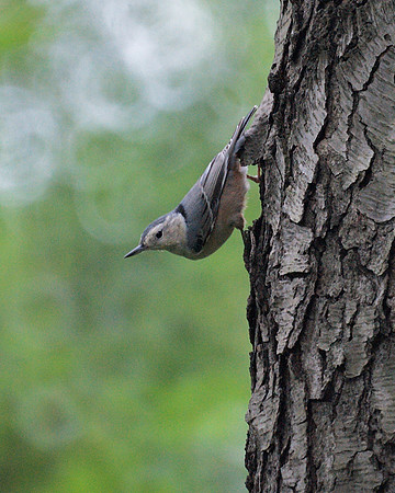 White-Breasted Nuthatch, Central Park