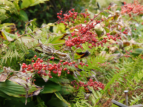 Brooklyn Botanic Garden