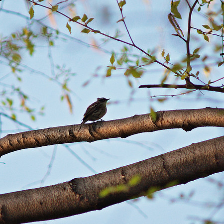 Yellow-Rumped Warbler