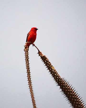 Red Fody, Bronx Zoo