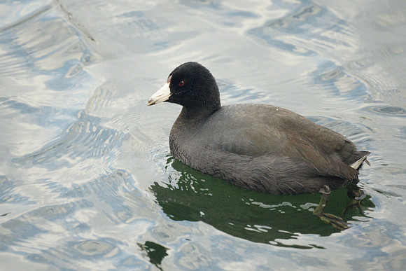American Coot, Central Park Reservoir