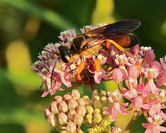 wasp at work