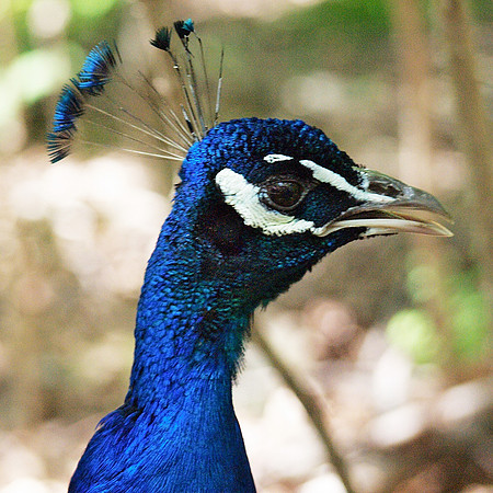 Peacock, calling
