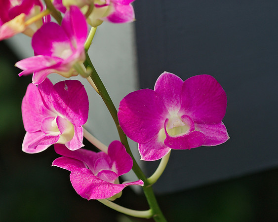Orchids imposed on a divided color-plane