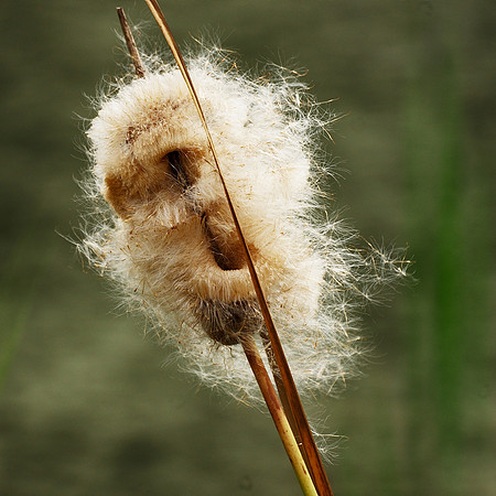 Reed seedhead, NY Botanical Garden