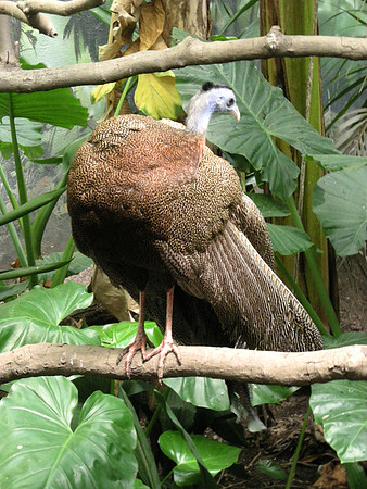 Argus pheasant