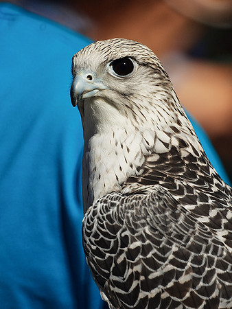 Gyrfalcon