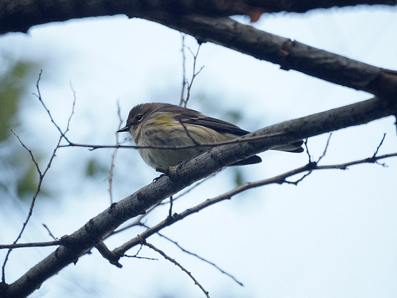 Yellow-Rumped Warbler, fall plumage