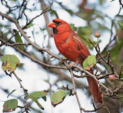 Cardinal, Central Park