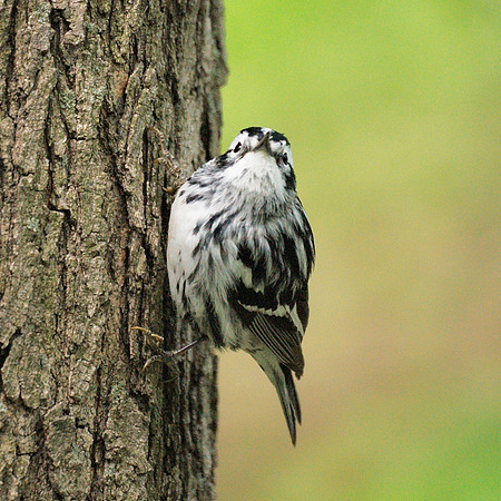 Black and White Warbler, Central Park