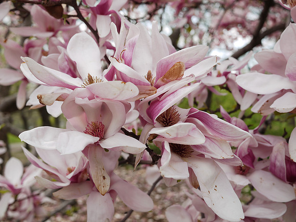 Magnolias, Central Park