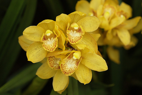 Cymbidium Crescent Tears