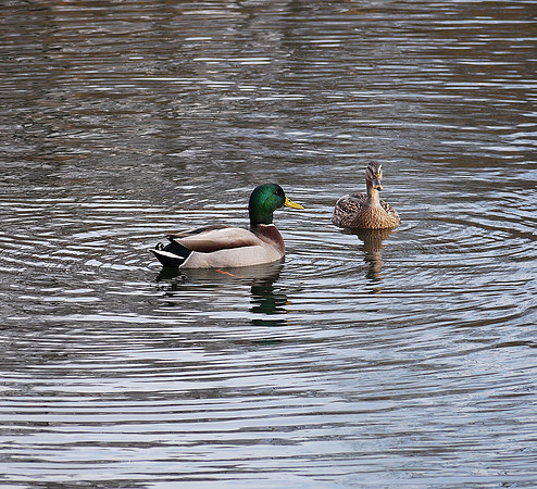 Mallards, Turtle Pond