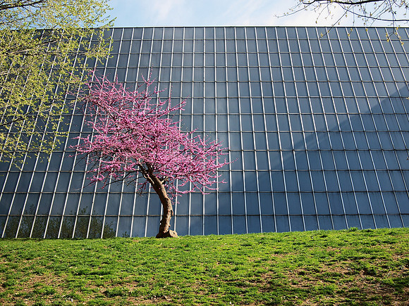 Tree, Metropolitan Museum of Art