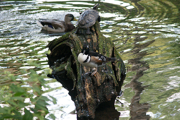 WHO CONTROLS THE ISLAND CONTROLS THE POND