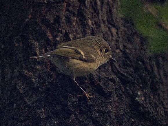 Ruby-crowned Kinglet, Central Park