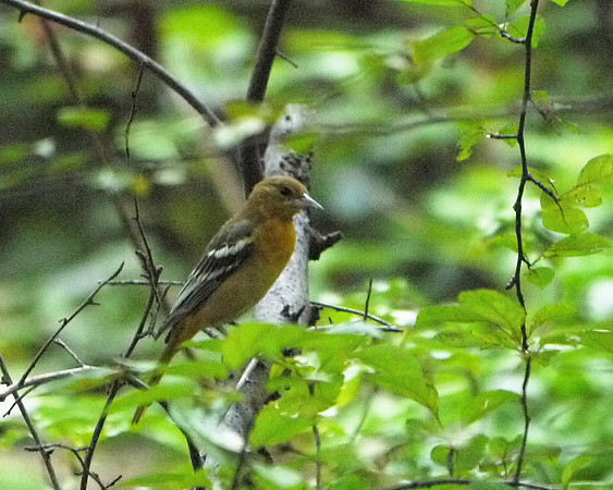Baltimore Oriole, Central Park