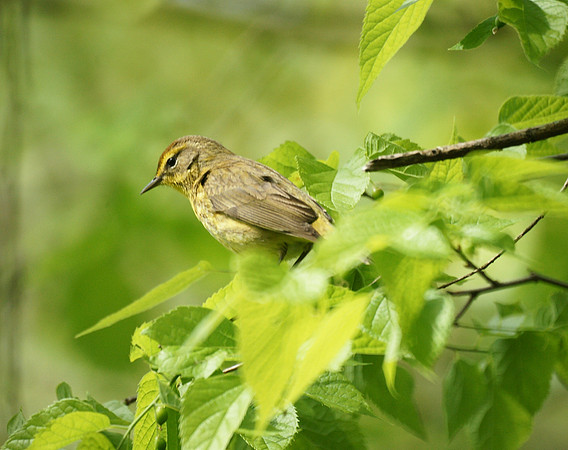 Palm Warbler, Central Park