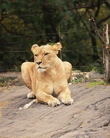 Lioness, Bronx Zoo