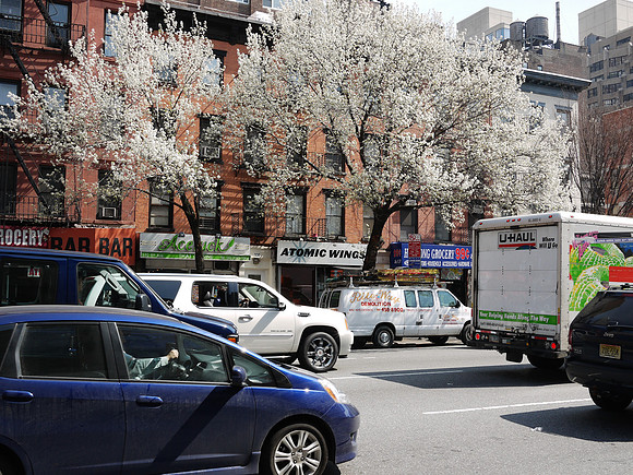 Callery Pears, Ninth Avenue, Spring