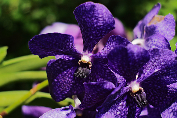 Vanda