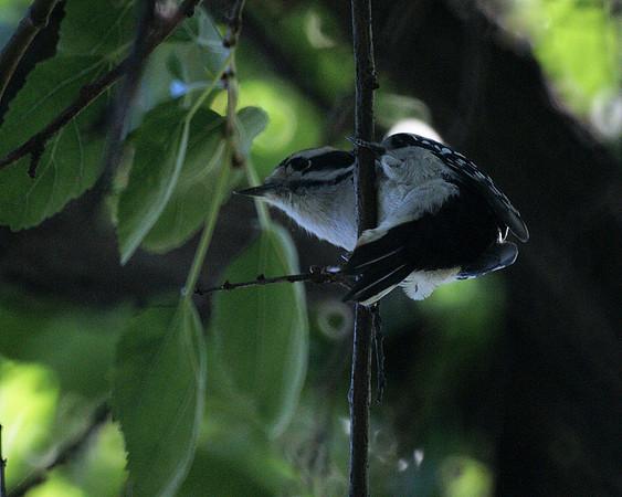 Downy Woodpecker, Central Park