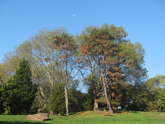 Cedar Hill