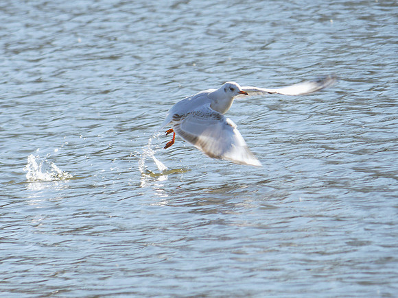 Black-Headed Gull, Prospect Park