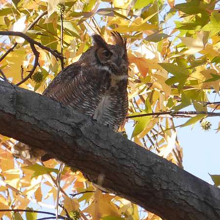 Great Horned Owl, Central Park
