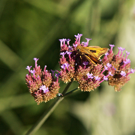 Skipper
