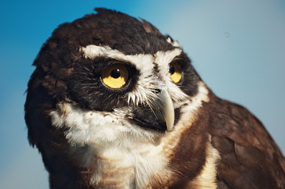 I just really like owls...
