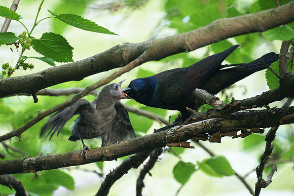 Grackle feeding young, Central Park