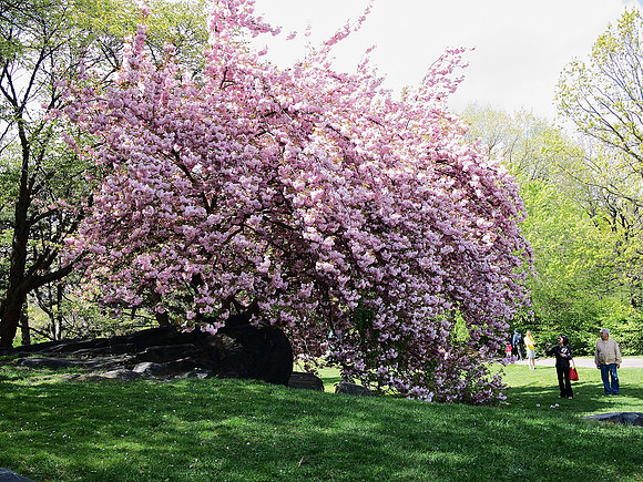 Cherry Tree, top of Cedar Hill, Central Park