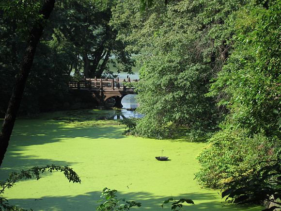 Upper lobe of The Lake, Central Park