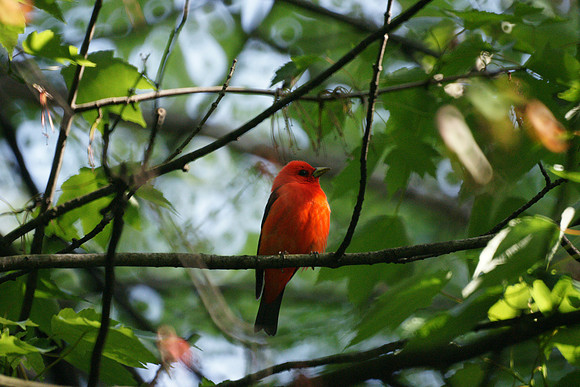 Scarlet Tanager, resplendent