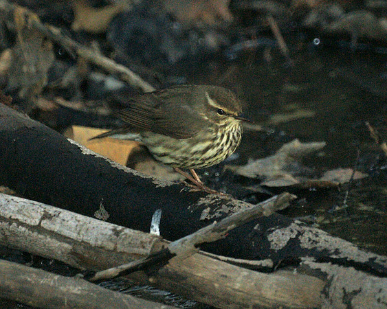 Northern Waterthrush, Central Park